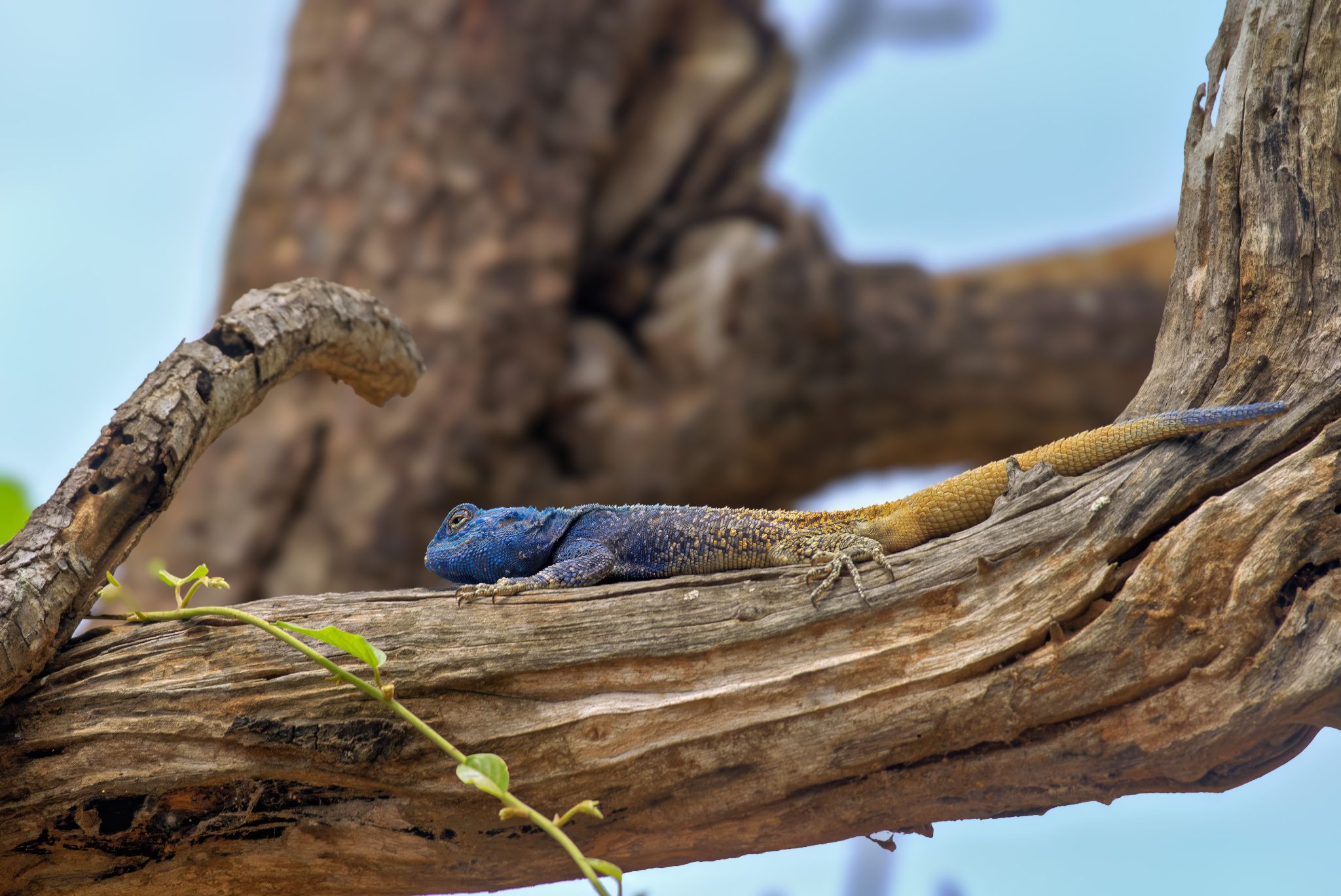 Südliche Baumagame (Acanthocercus atricollis), auch bekannt als Blaukehlagame oder Schwarzhalsagame, fotografiert im Kruger Nationalpark